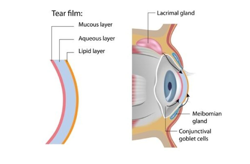Illustration of the eye showing showing the tear film layers and location of meibomian glands.