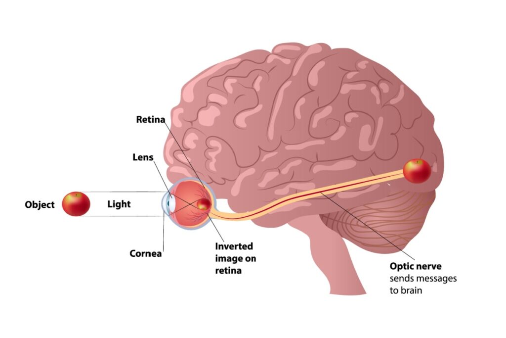 Medical diagram illustrating how eyes and brain work together showing light path from object through cornea and lens to inverted retinal image transmitted via optic nerve to brain.
